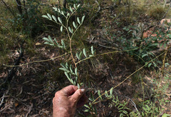 Indigofera scabrella