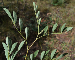 Indigofera scabrella