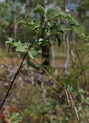 Indigofera scabrella