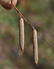 Indigofera scabrella