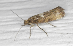Acrolepiopsis assectella