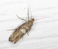 Acrolepiopsis assectella