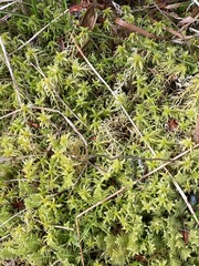 Sphagnum recurvum
