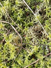 Sphagnum recurvum