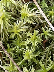 Sphagnum recurvum