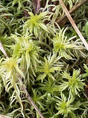 Sphagnum recurvum