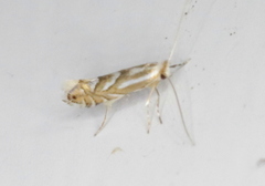 Phyllonorycter intermixta