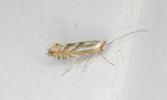 Phyllonorycter intermixta