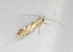 Phyllonorycter intermixta
