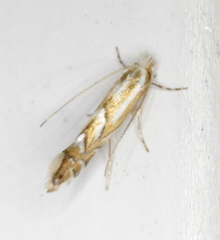 Phyllonorycter intermixta