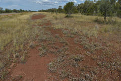 Polycarpaea spirostylis