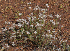Polycarpaea spirostylis