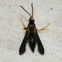 Podosesia