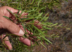 Melaleuca citrolens