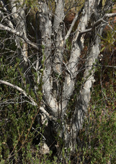 Melaleuca citrolens