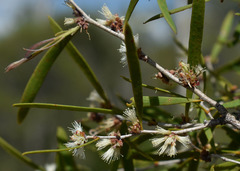 Melaleuca citrolens