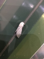 Polyphagozerra coffeae