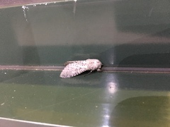 Polyphagozerra coffeae