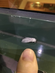 Polyphagozerra coffeae