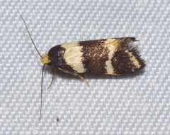 Cosmaresta callichrysa