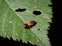 Horistonotus curiatus