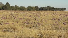 Cynara syriaca