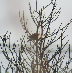 Agropsar philippensis