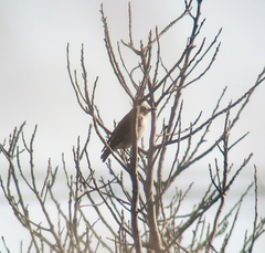 Agropsar philippensis