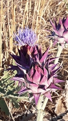 Cynara syriaca