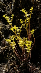 Sedum radiatum