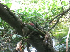 Syngonium angustatum
