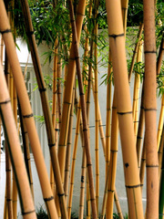 Phyllostachys vivax