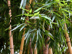 Phyllostachys vivax