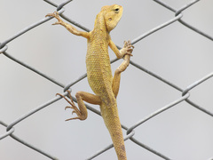 Calotes versicolor