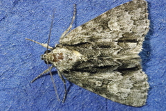 Acronicta strigosa