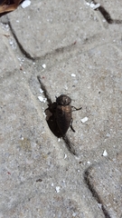 Capnodis tenebricosa