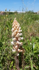 Orobanche picridis