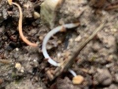 Enchytraeus buchholzi