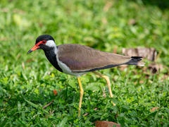 Vanellus indicus
