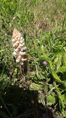 Orobanche picridis