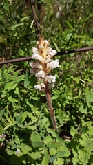 Orobanche picridis