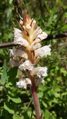 Orobanche picridis