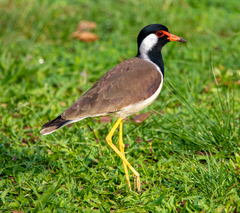 Vanellus indicus