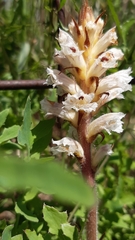 Orobanche picridis