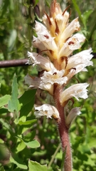 Orobanche picridis
