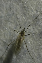 Cheilotrichia