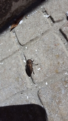 Capnodis tenebricosa