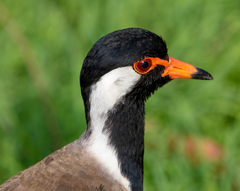Vanellus indicus
