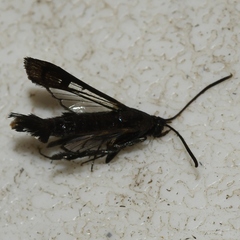 Synanthedon kathyae
