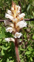 Orobanche picridis